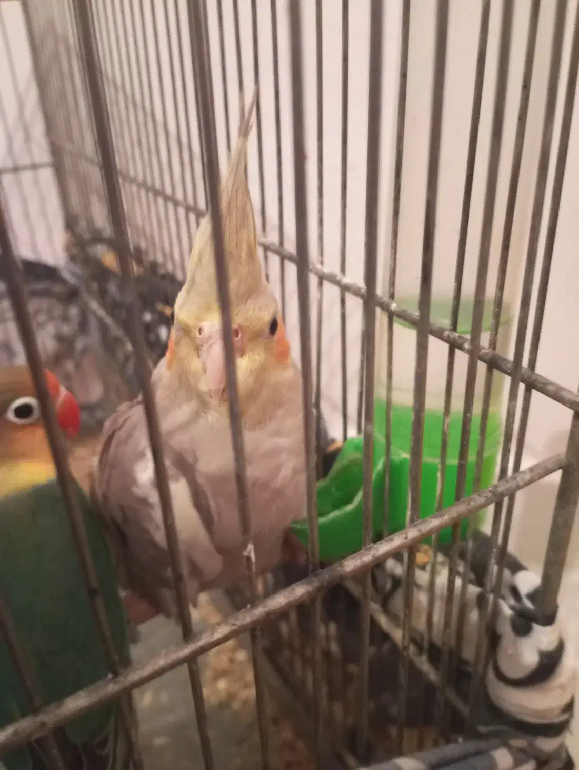 عروس هلندی|پرنده|محمدشهر, شهرک پیام (مهرالبرز)|دیوار