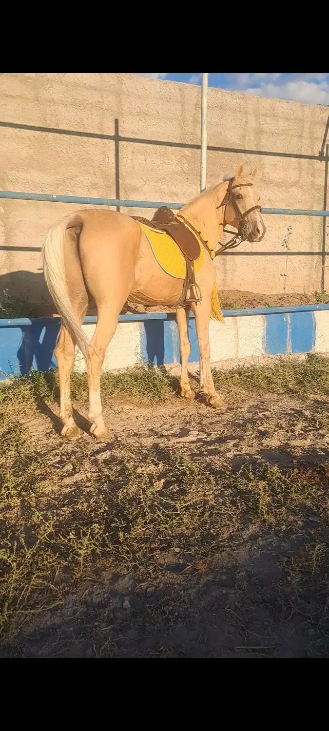 اسب اصیل کرره شاهرنگ|اسب و تجهیزات اسب‌سواری|سراب, |دیوار