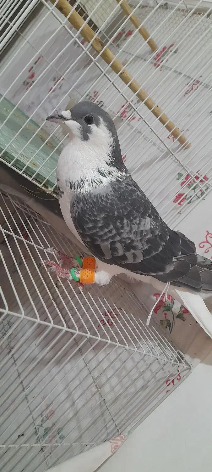 کبوتر بوم درشی جفتگاه ساده|پرنده|ملک‌آباد, |دیوار