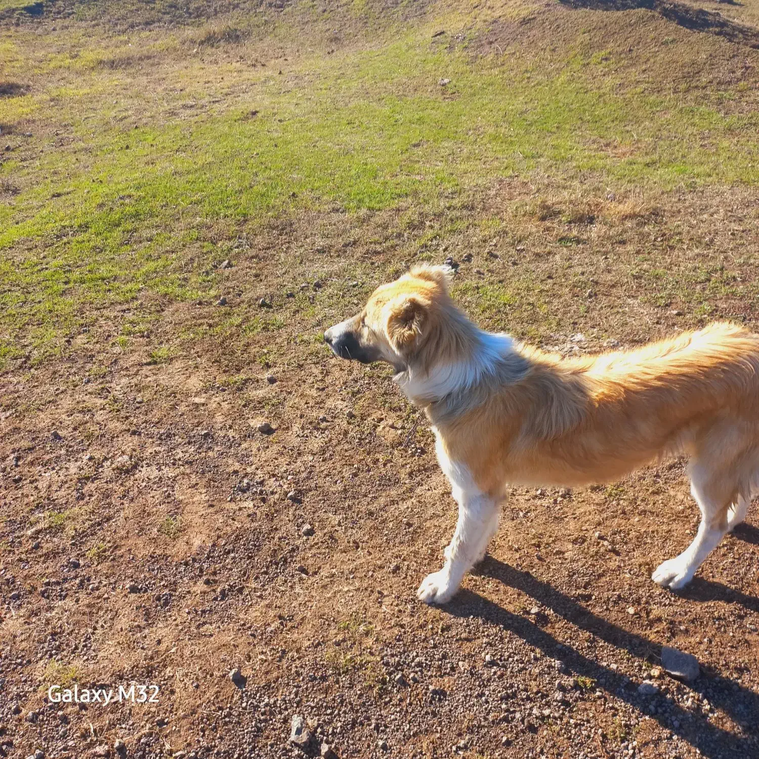 سگماده۹ماهه|سگ|ثمرین, |دیوار