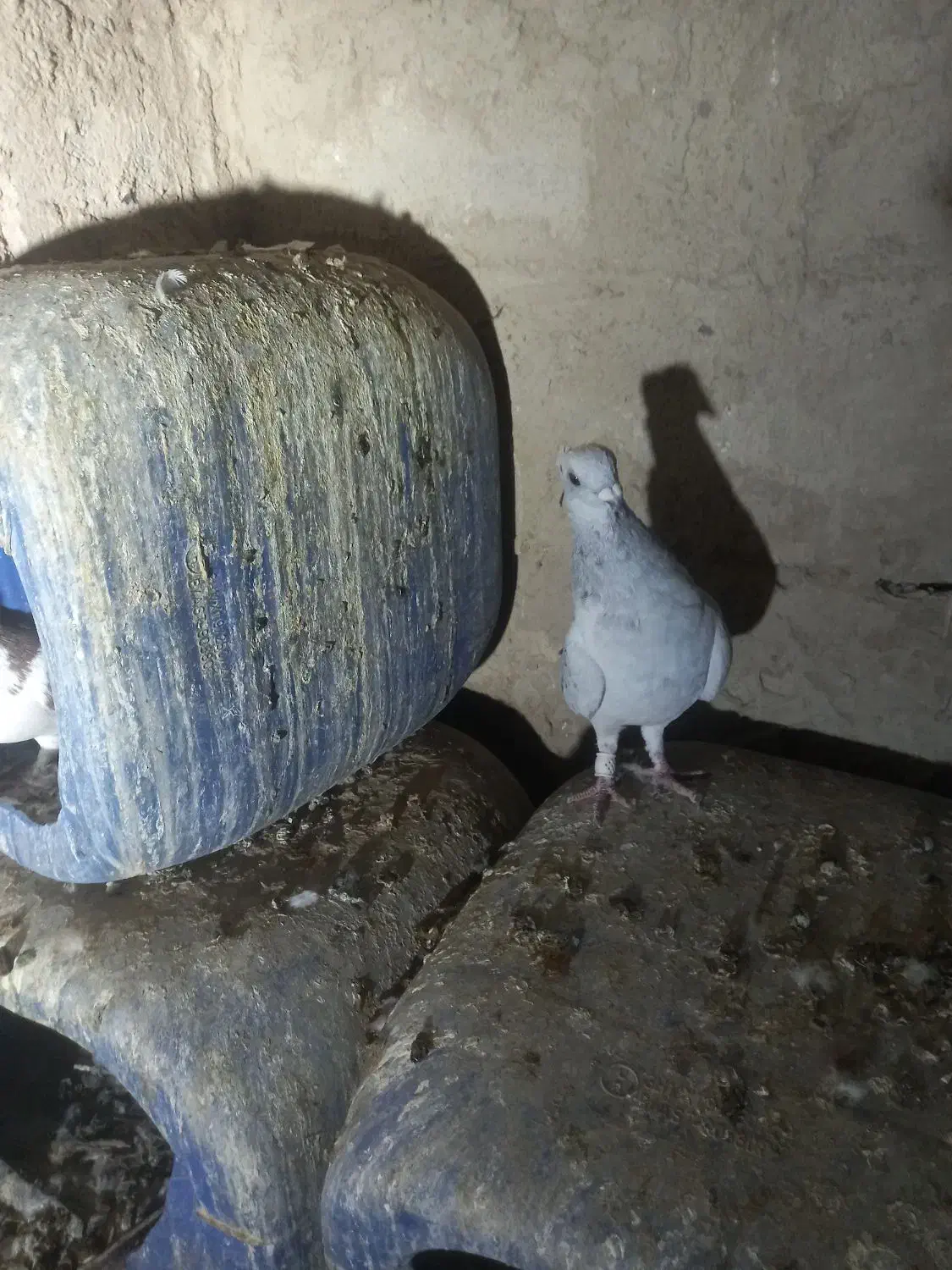 شامی|پرنده|هیرمند, |دیوار