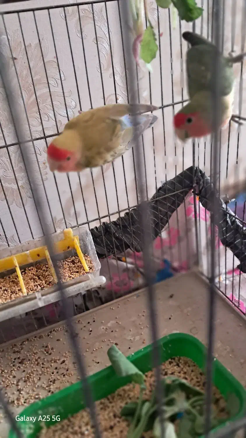 یک جفت کوتوله مولد|پرنده|خمینیشهر, |دیوار