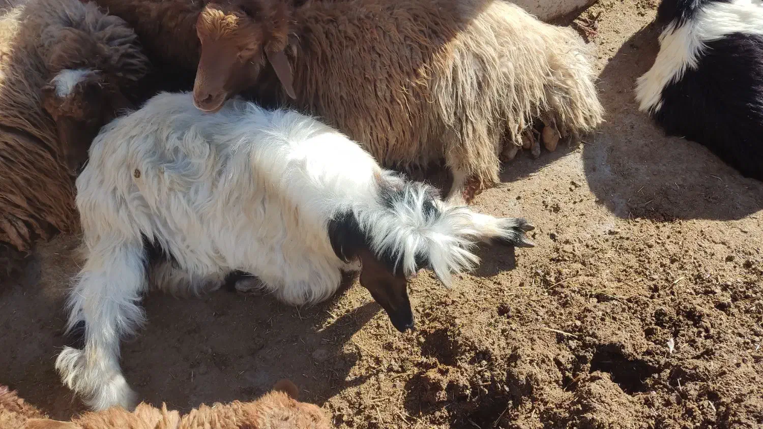 بزغاله|حیوانات مزرعه|نورآباد, |دیوار