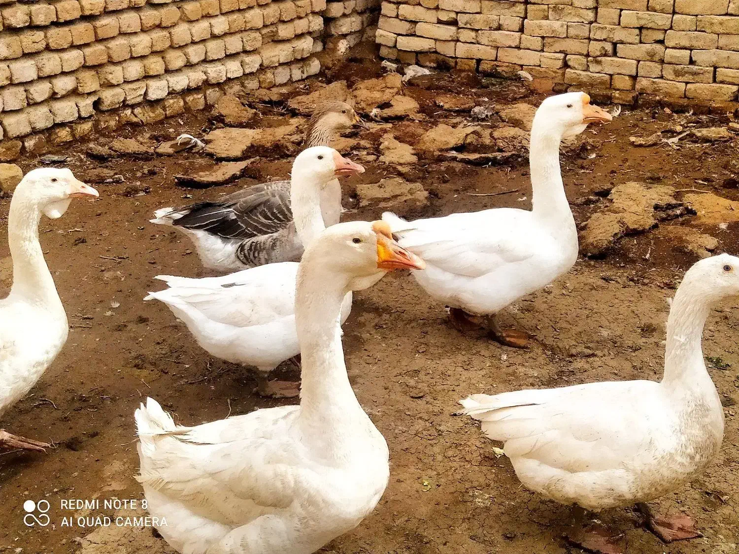 تخم نطفه دار قوغاز قبقب دار گوشتی|حیوانات مزرعه|نیشابور, دارایی|دیوار