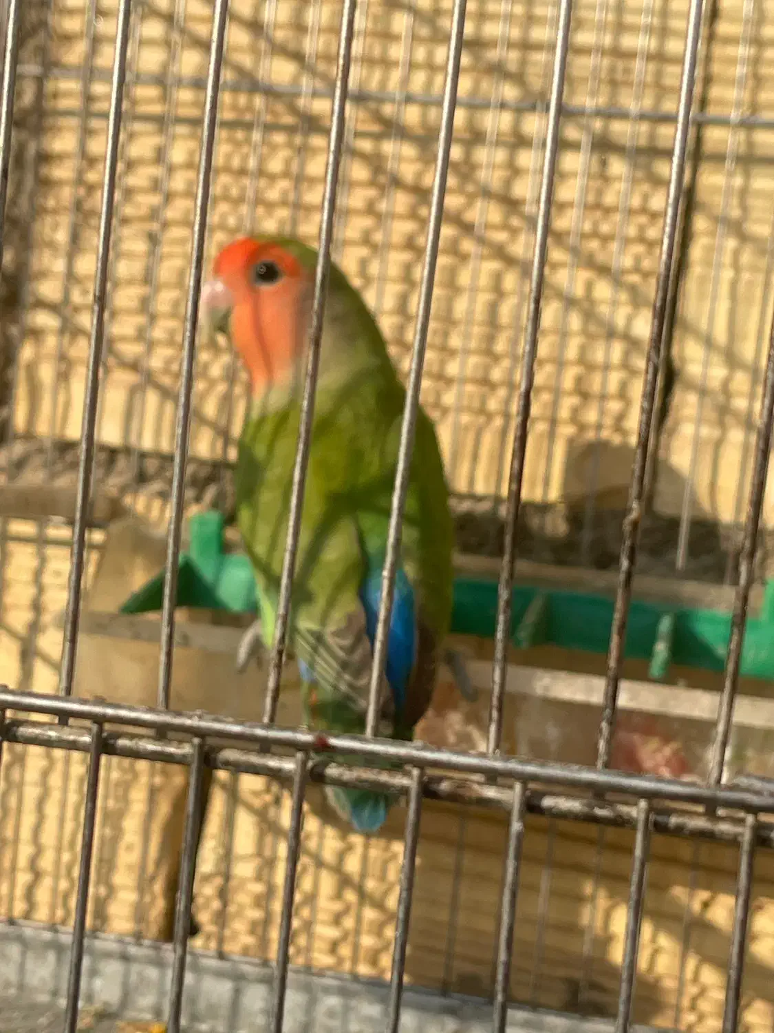 پرنده طوطی|پرنده|جوانرود, |دیوار