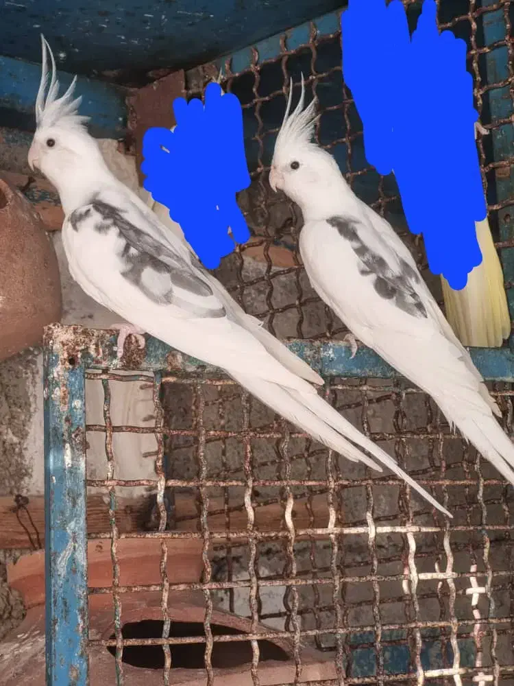 ۳عدد عروس دوکت آلبینو|پرنده|چابهار, |دیوار