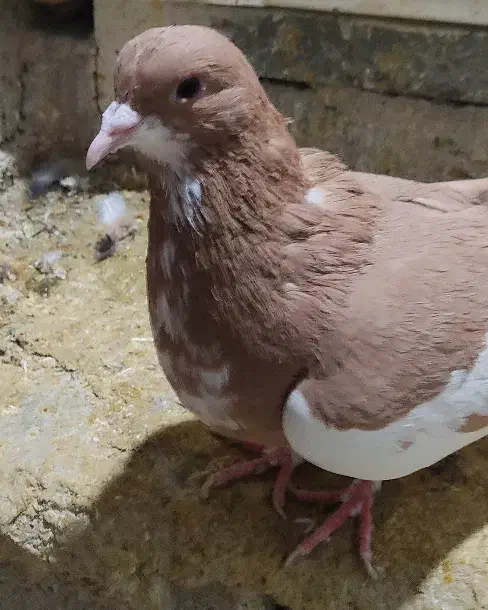 کبوتر شهری سرخ ویال زرد|پرنده|شیراز, شاهجیان|دیوار