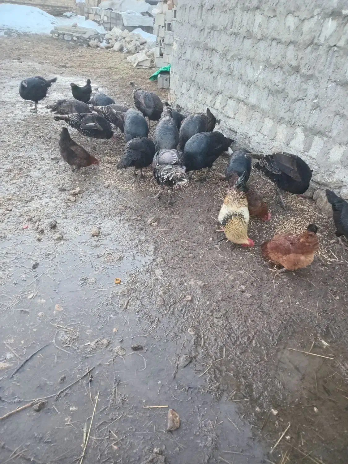 بوقلمون محلی|حیوانات مزرعه|سیلوانه, |دیوار