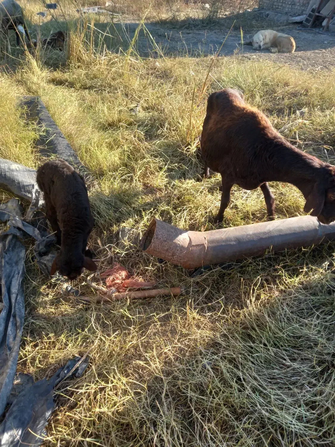 میش.بره.دار|حیوانات مزرعه|تاتار علیا, |دیوار