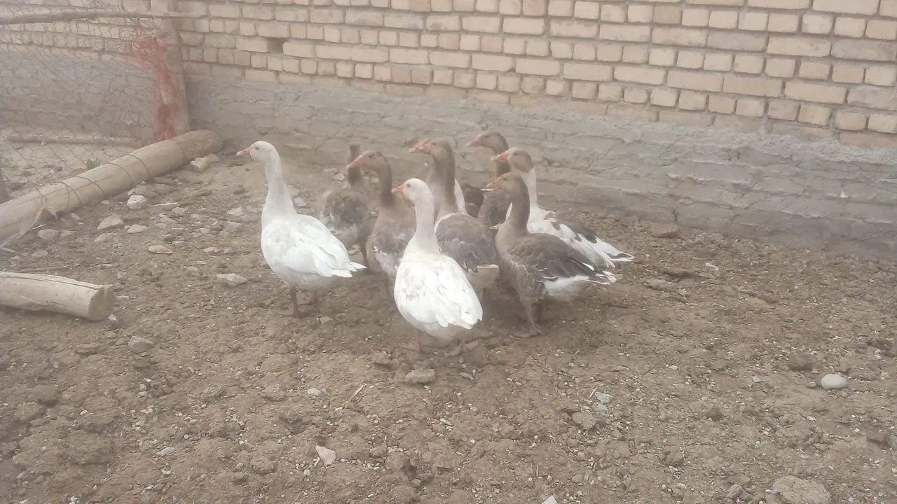 غاز|حیوانات مزرعه|شراء, |دیوار