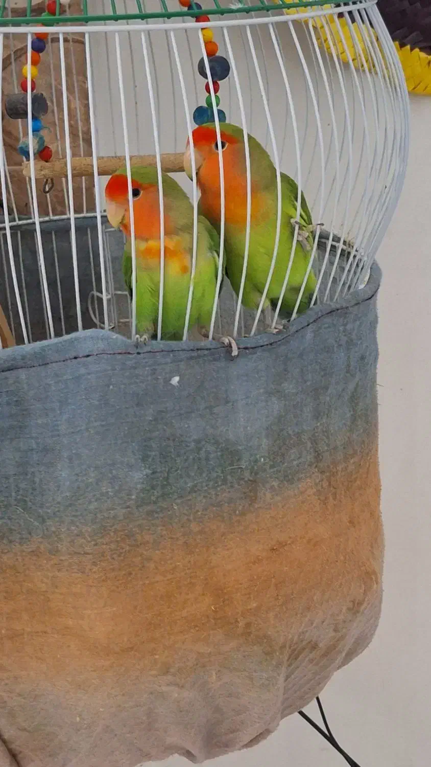 طوطی برزیلی|پرنده|رشت, گیل|دیوار