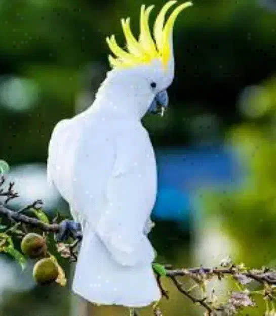 خرید فروش معاوضه انواع پرنده زینتی|پرنده|همدان, |دیوار