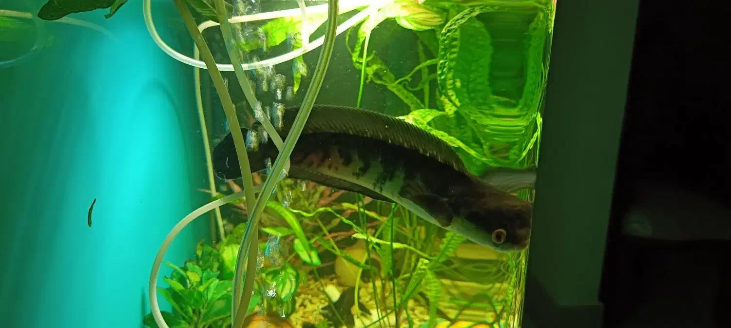 معاوضه ماهی چانا بسیارخوشرنگ با ماهی دیگه|ماهی|نیشابور, شهرک ولیعصر|دیوار