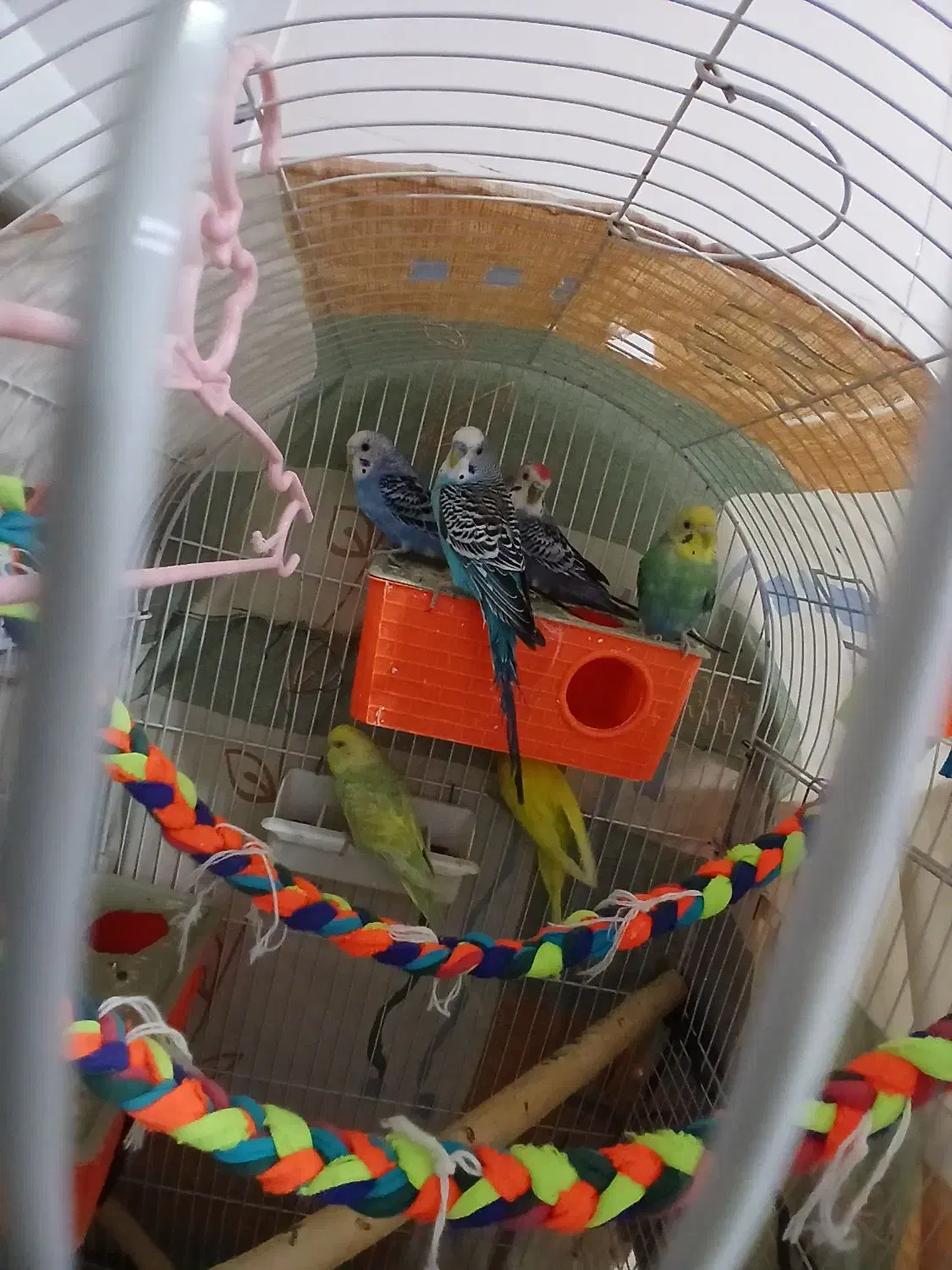 مرغ عشق|پرنده|مهران (ایلام), |دیوار