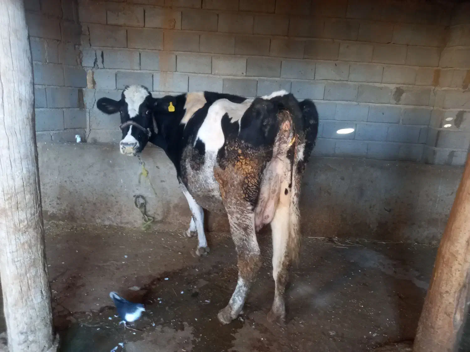 گاو شیری|حیوانات مزرعه|بجنورد, |دیوار