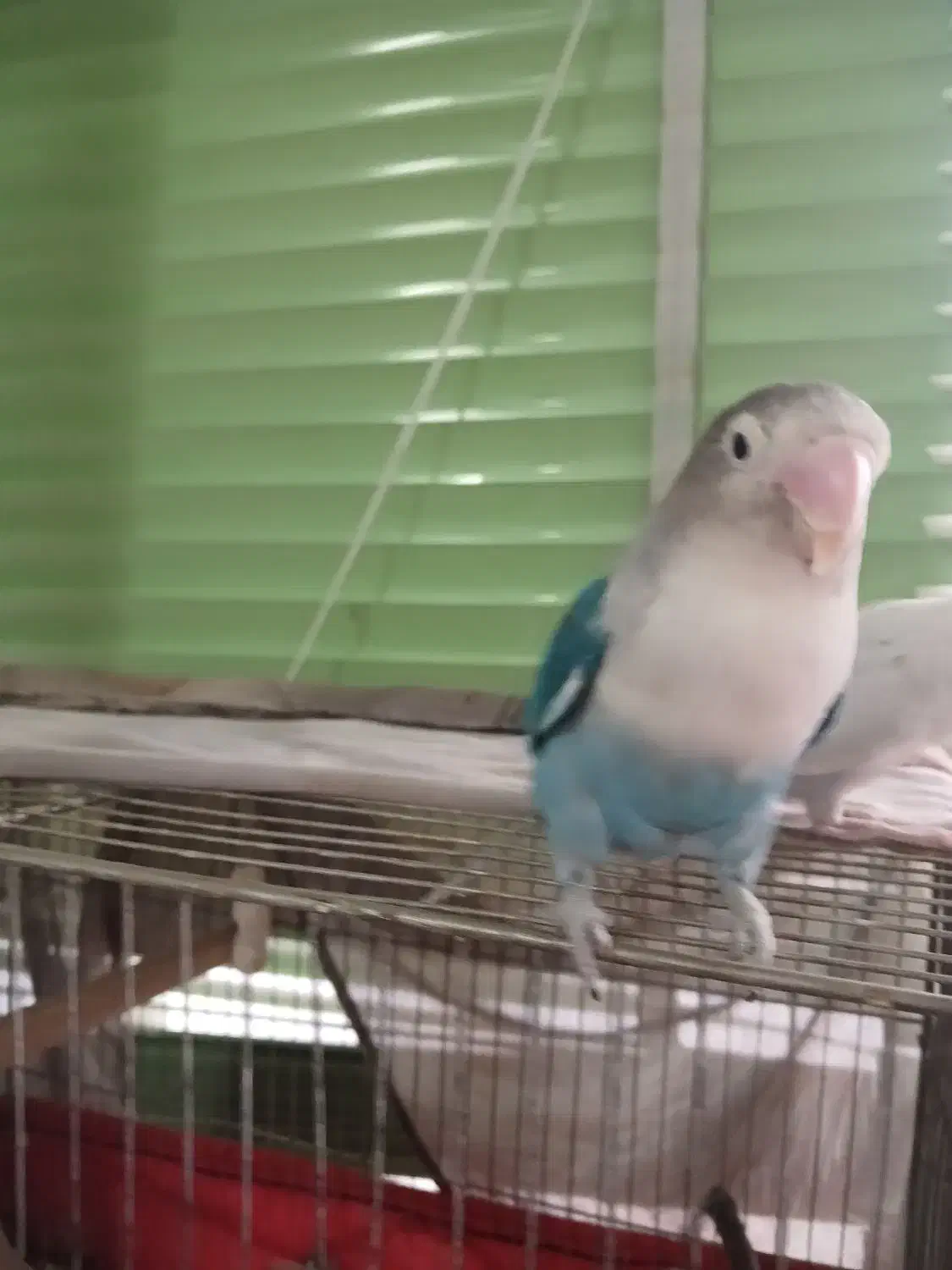 جفت کوتوله بالغ دستی|پرنده|شهرضا, |دیوار