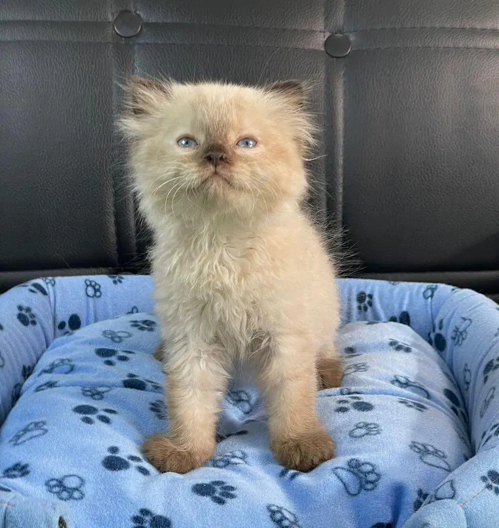 گربه پرشن  هیمالین|گربه|رشت, لاکانی|دیوار