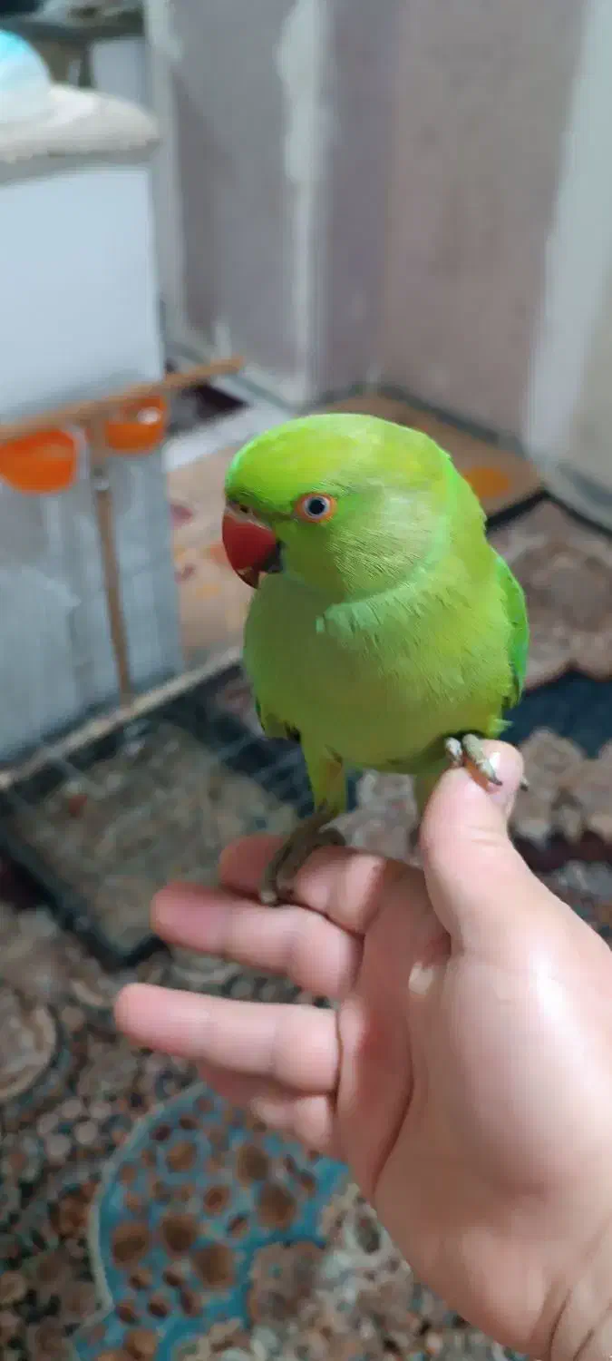 ملنگو نر جوان دستی|پرنده|محمدشهر, شهرک چمران|دیوار