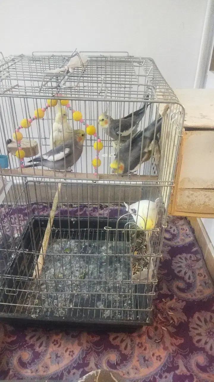 عروس هلندی|پرنده|رباط‌کریم, رباط‌کریم|دیوار