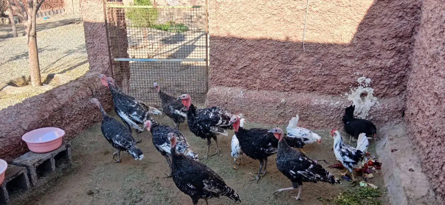 بوقلمون|حیوانات مزرعه|بادرود, |دیوار