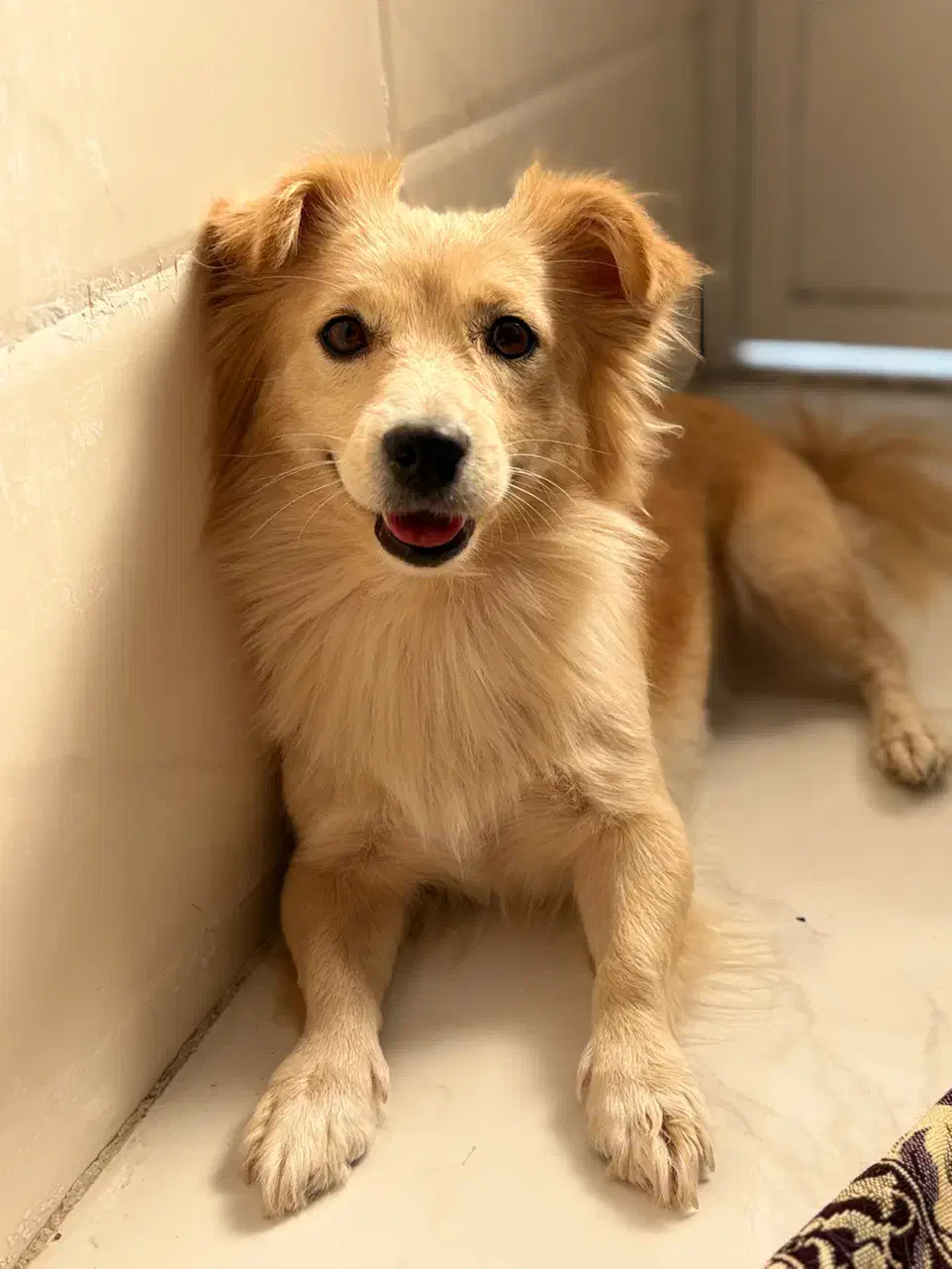 سگ واگذاری|سگ|شیراز, شاپورجان|دیوار