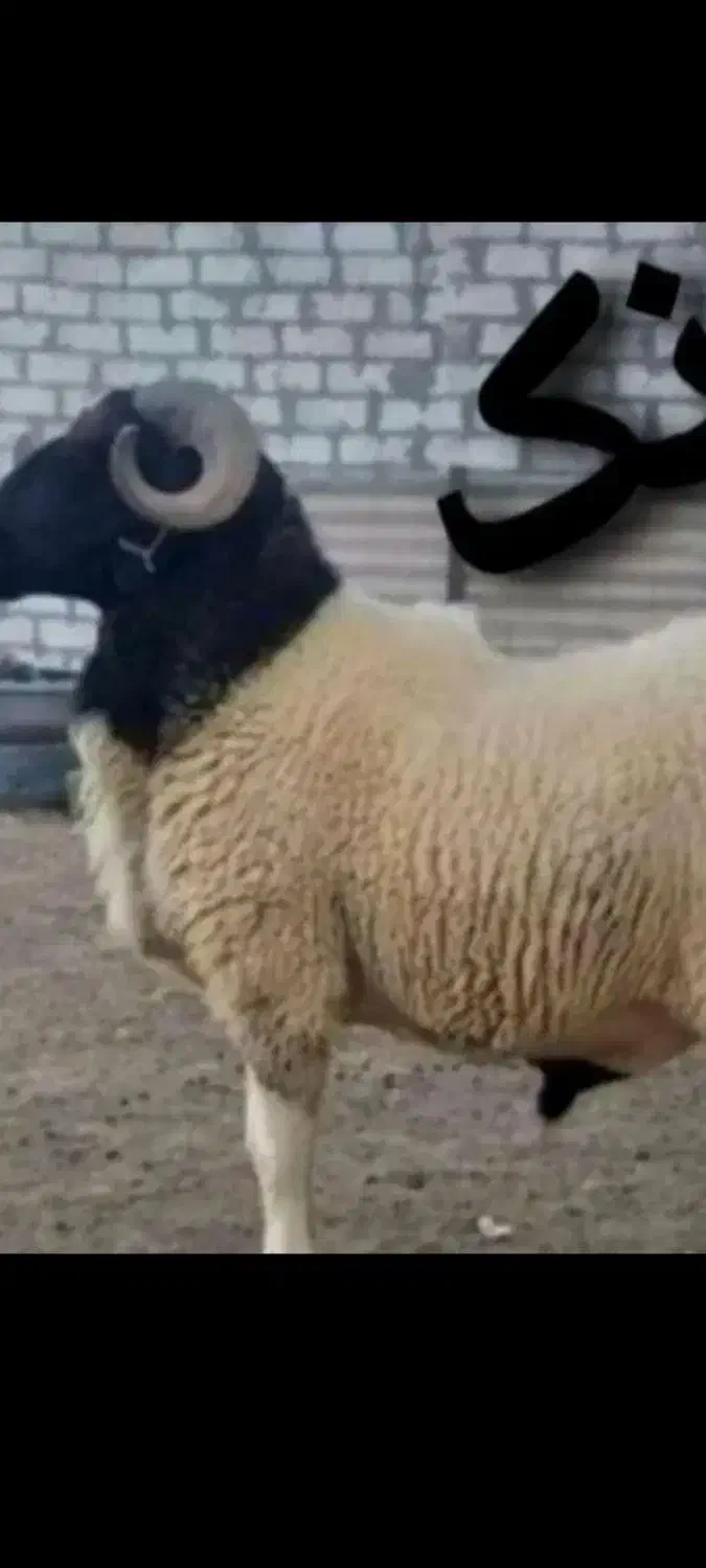 گوسفتدنرفروشی|حیوانات مزرعه|زهک, |دیوار