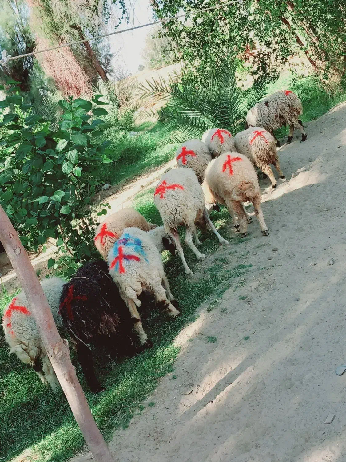 میش جوان مناسب|حیوانات مزرعه|جیرفت, |دیوار