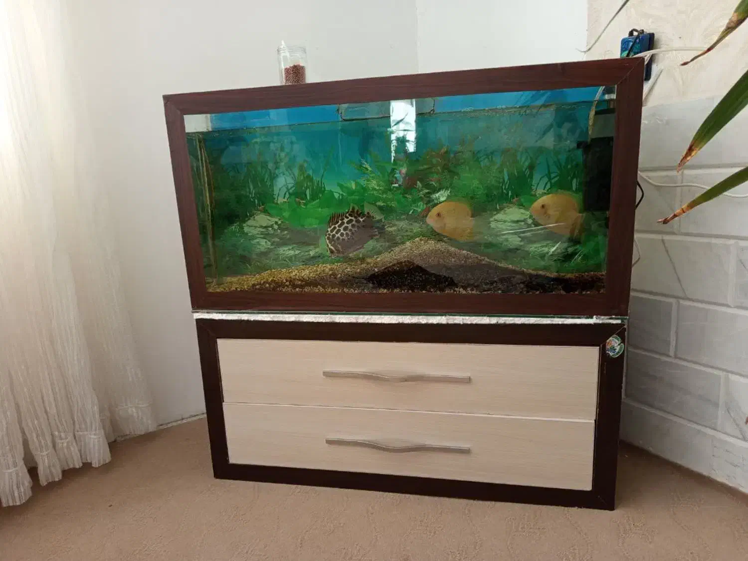 اکواریوم با تمام لوازم|ماهی|تربتحیدریه, شهرک ولیعصر|دیوار