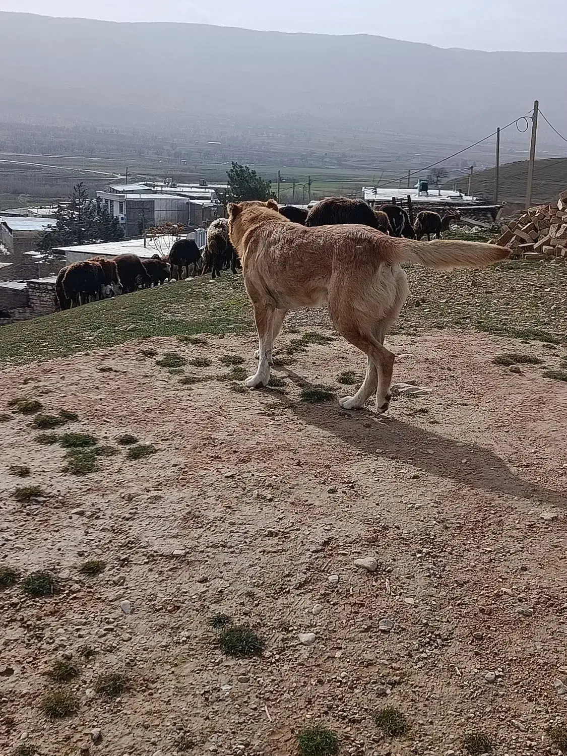 سگ گلی|سگ|خرمآباد, |دیوار