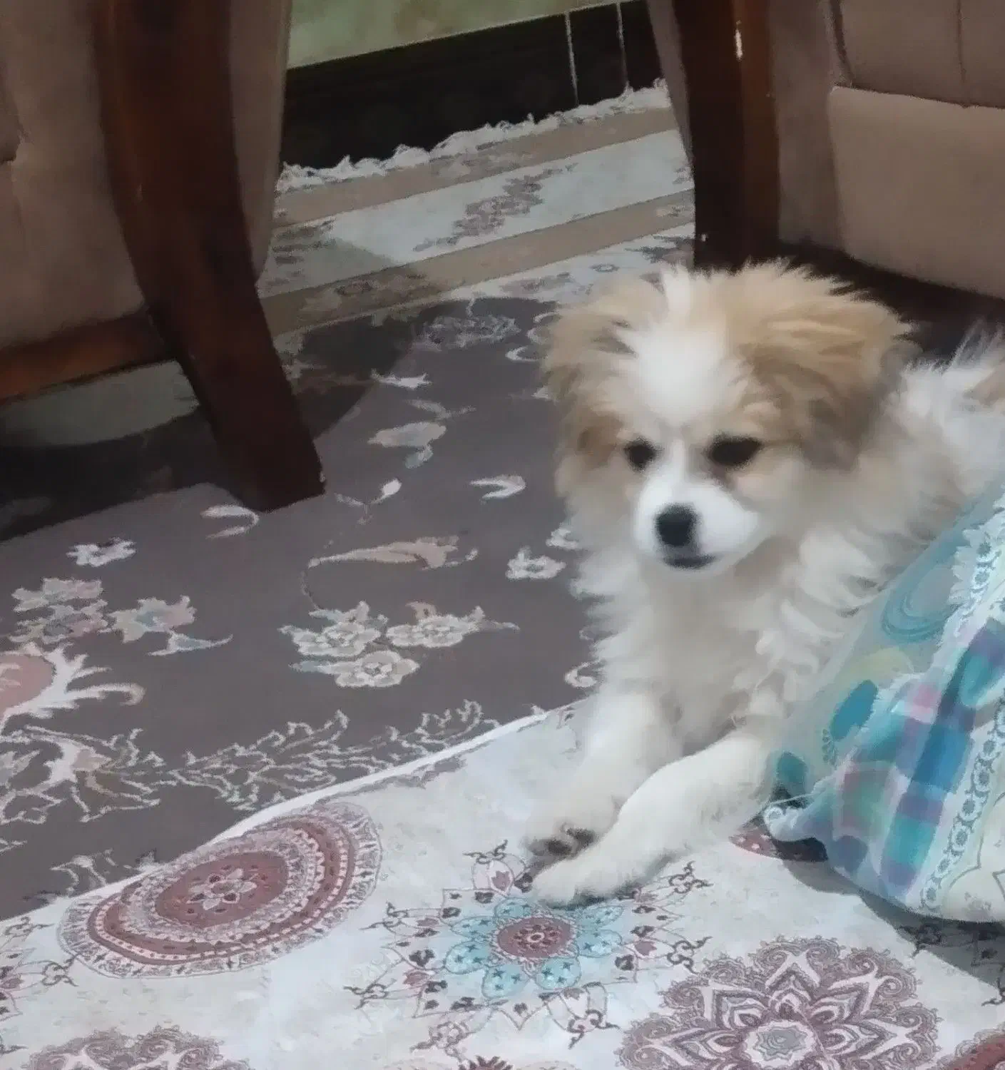 سگ شیتروز|سگ|ایلام, |دیوار