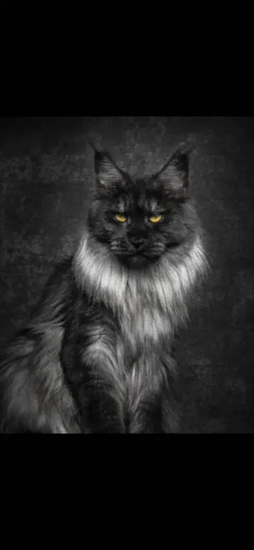 فروش گربه مینکون+ پرشین|گربه|کرمان, |دیوار