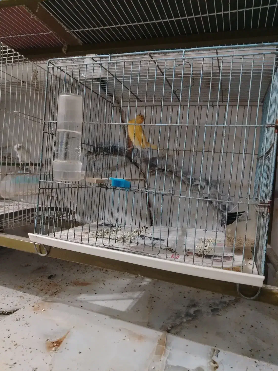 قناری|پرنده|نیشابور, هفده شهریور|دیوار