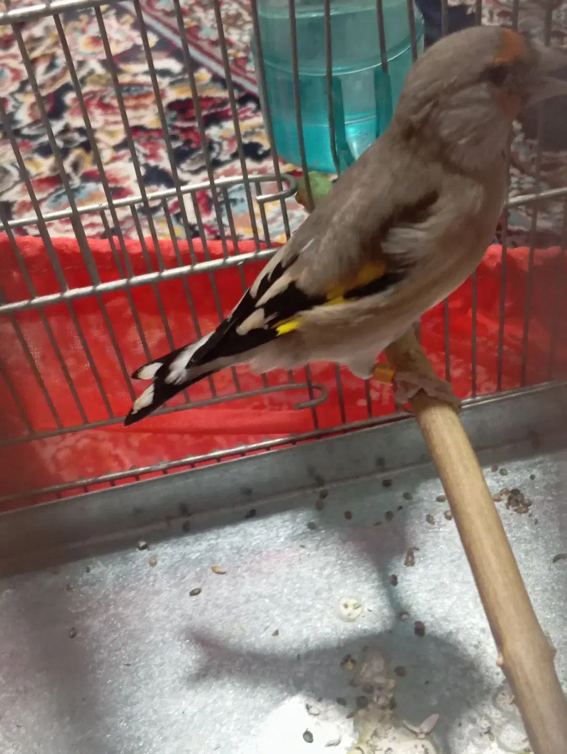 سلام دو عدد سهره نر یکی رسمی یکی دورگ|پرنده|پاکدشت, پاکدشت (مامازند)|دیوار