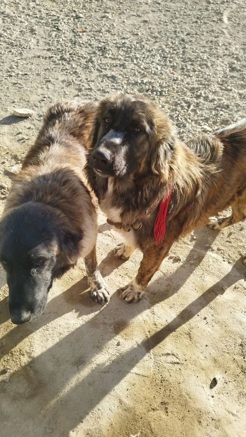 سگ گمشده|سگ|عسگران, |دیوار