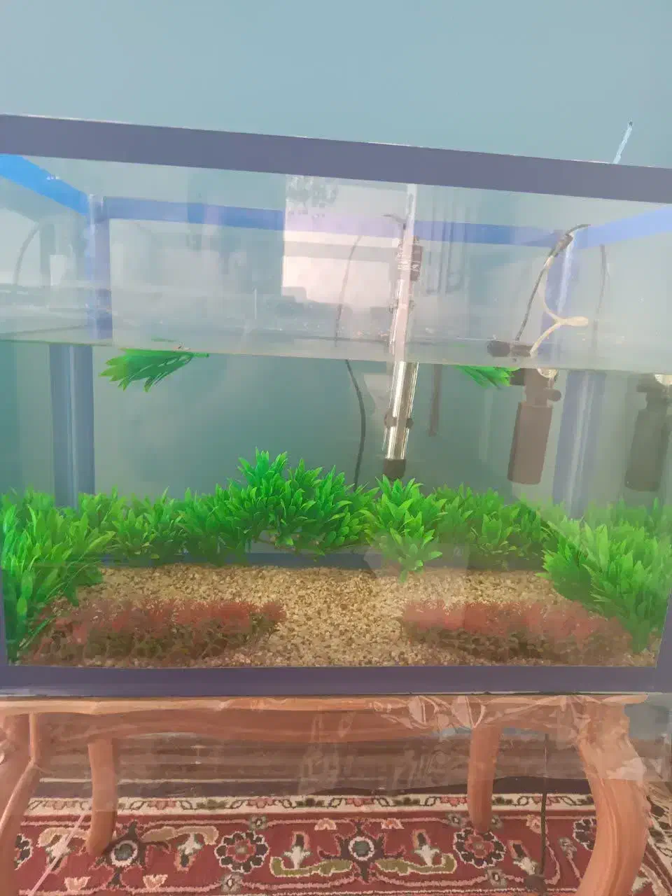 آکواریوم|ماهی|یزد, |دیوار