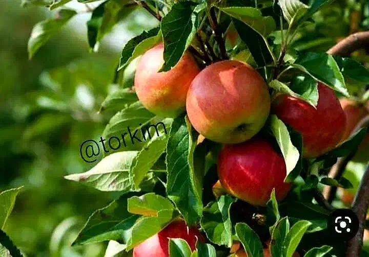 خدمات باغبانی هرس کاری کود دهی|خدمات باغبانی و درختکاری|محمدشهر, عباس آباد|دیوار