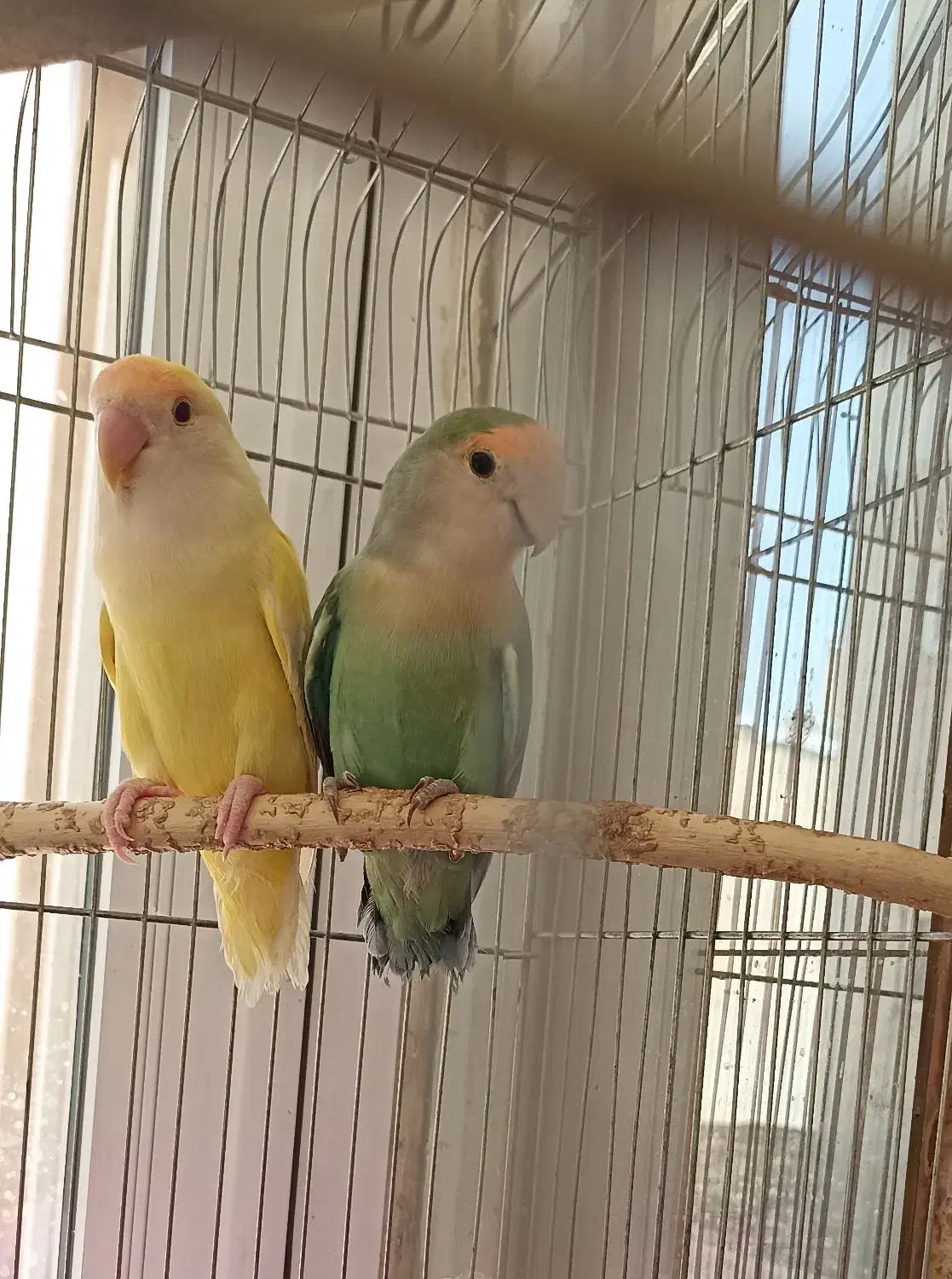 طوطی نروماده برزیلی سرحال|پرنده|اردبیل, |دیوار