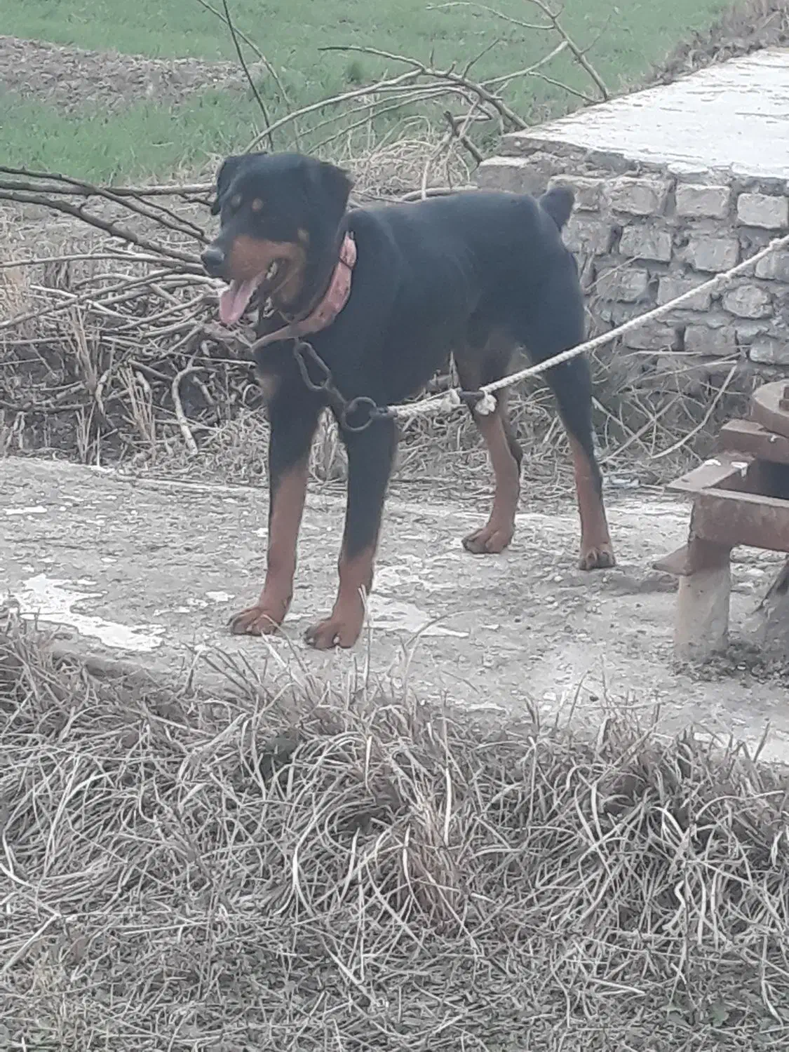 سگ روتوایلر نگهبان|سگ|مینودشت, |دیوار