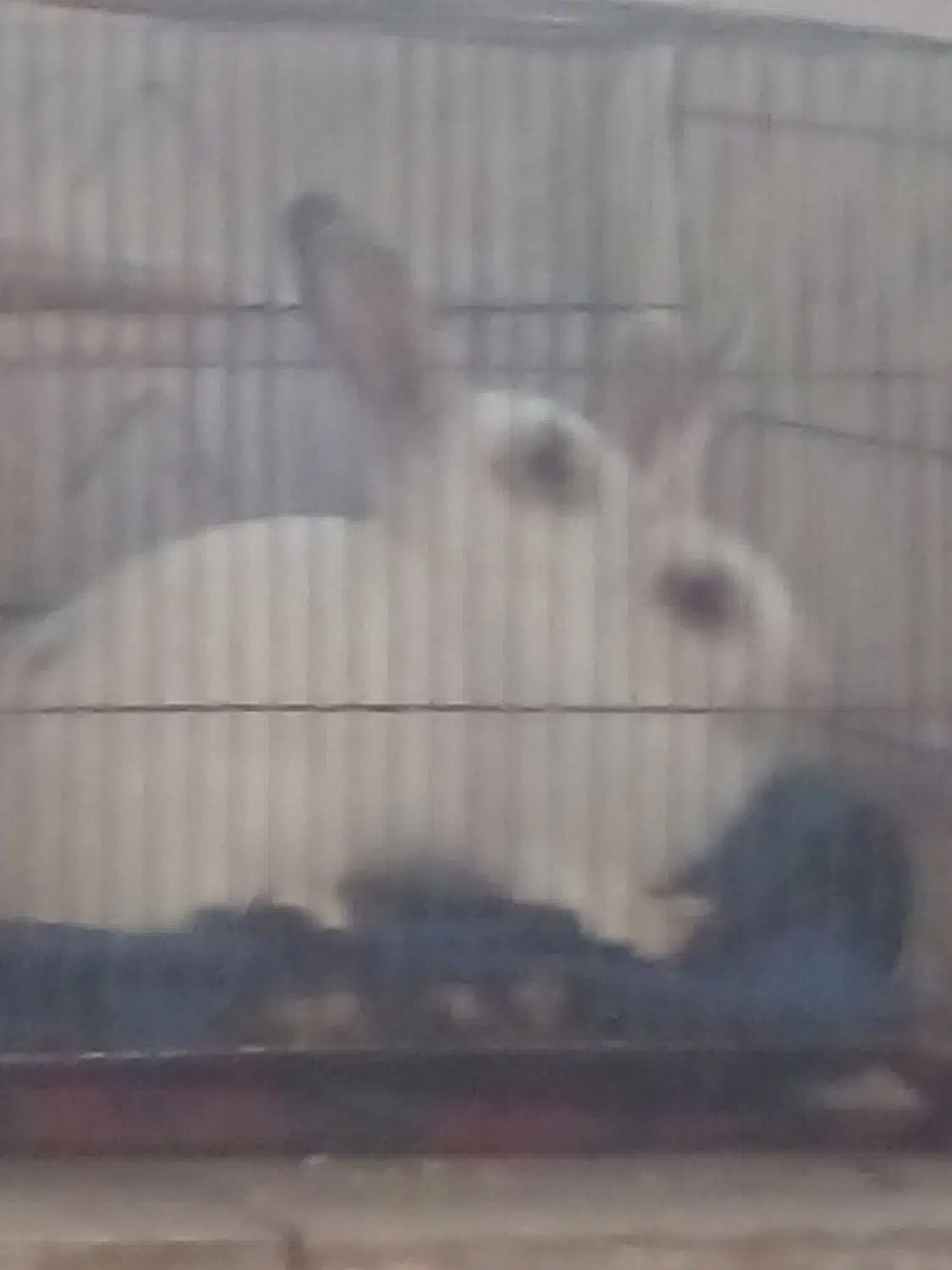 ۳ عدد خرگوش یک ماهه|موش و خرگوش|رضوانشهر, |دیوار