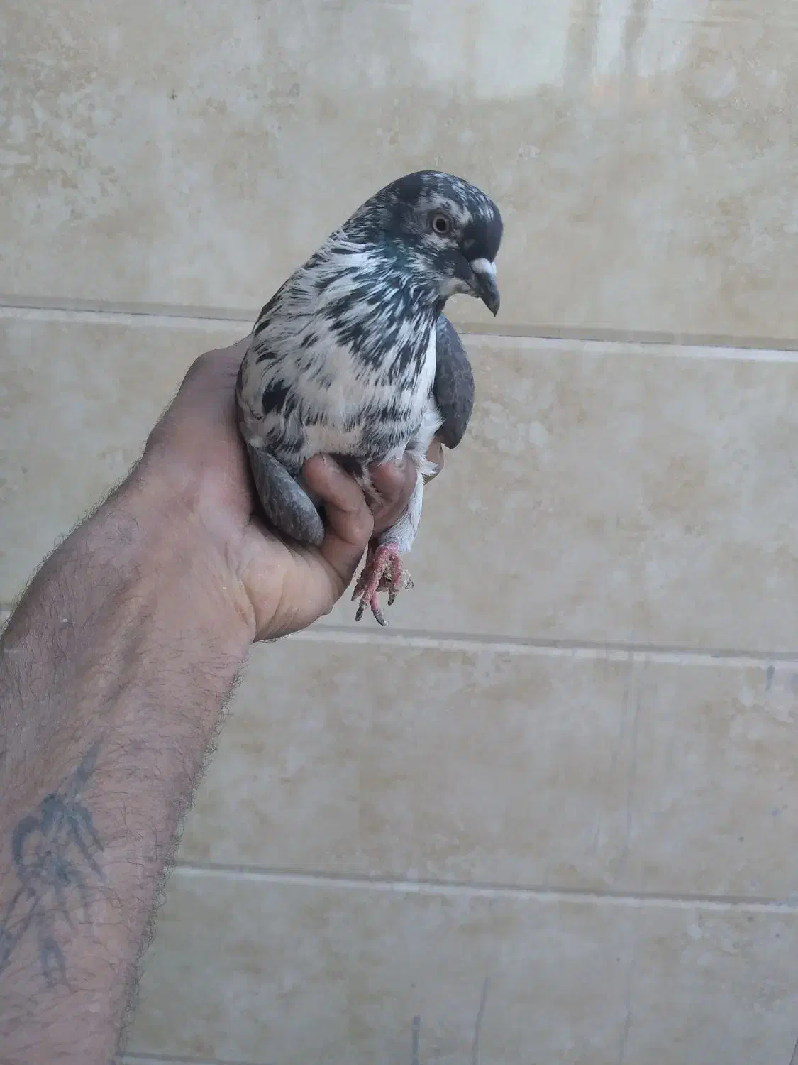 ی کبوتر غریب خوش سو|پرنده|بابل, |دیوار