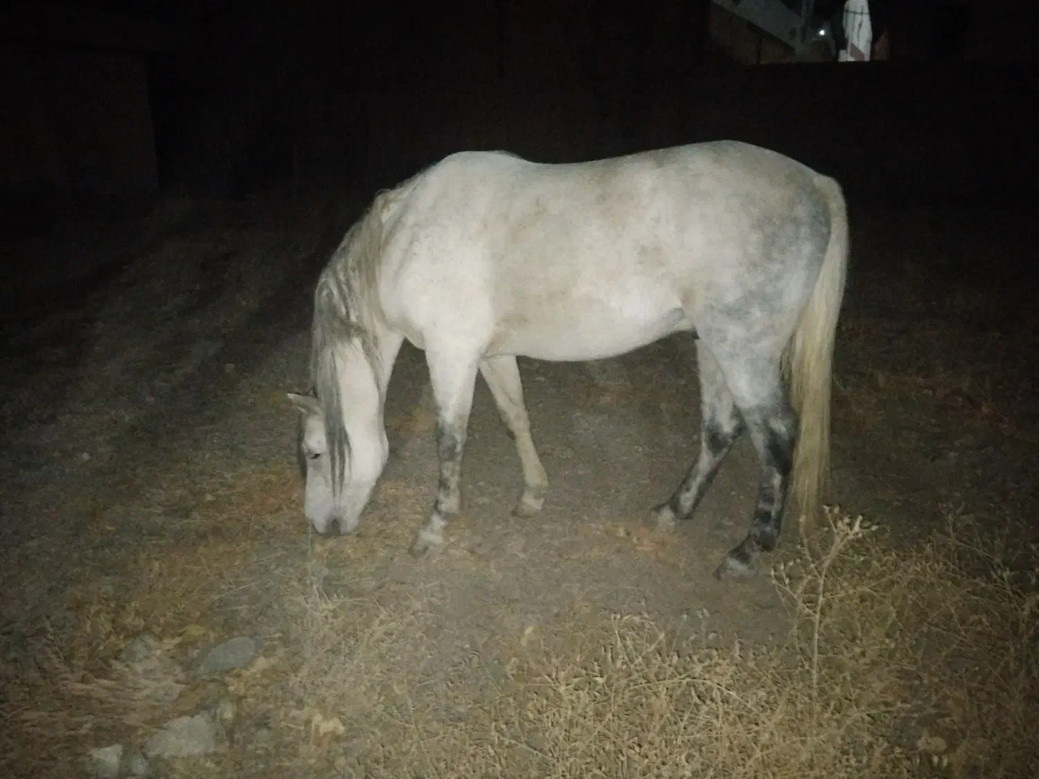 اسب نریون نیلی تاخت ،گردن کلفت قلدر مناسب سواری|اسب و تجهیزات اسب‌سواری|چناران, |دیوار