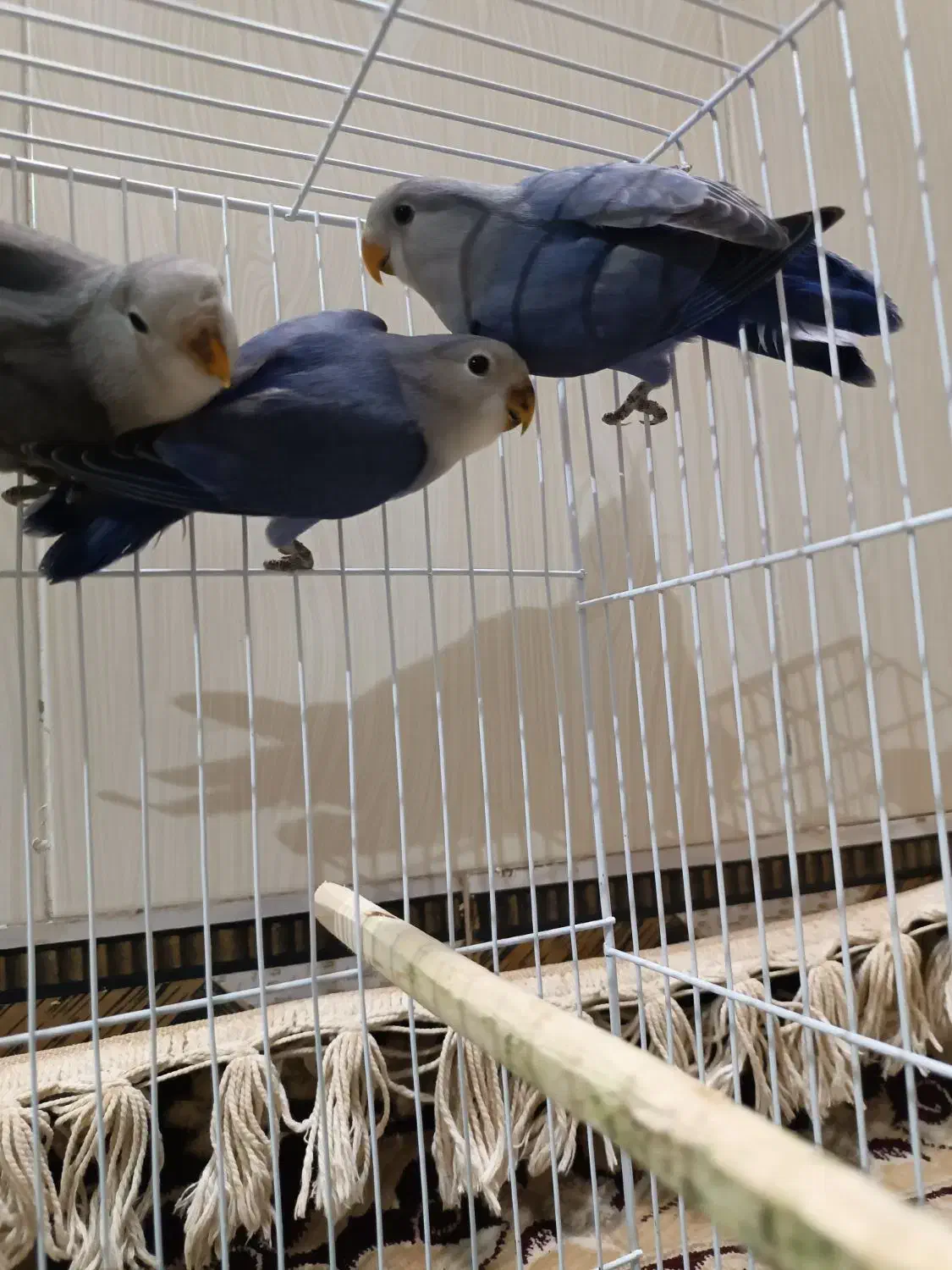 اسباب بازی کوتوله وعروس ‌.خروس لاری|اسباب‌بازی بچه|زابل, |دیوار