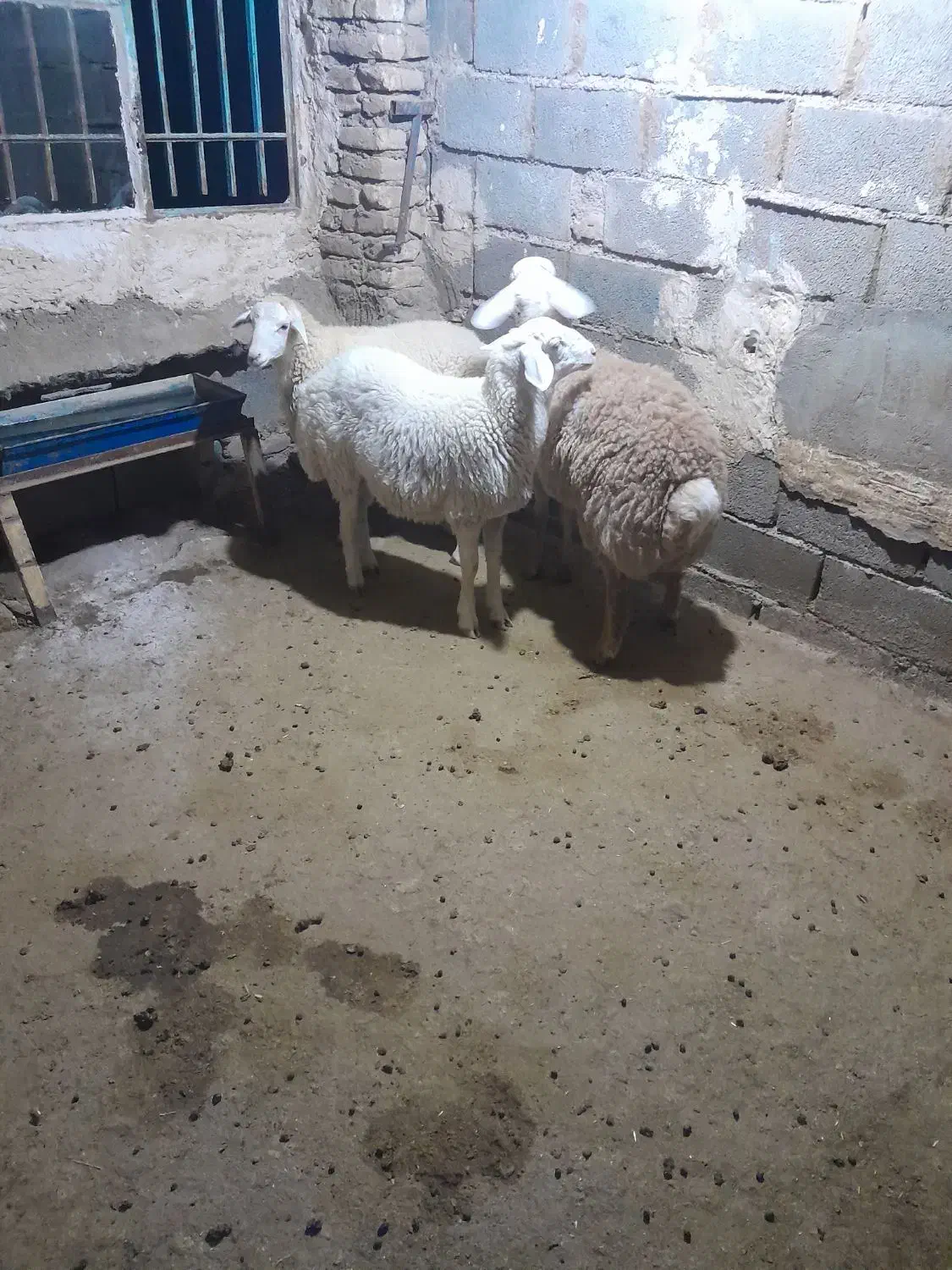 سه راس بره نر مغانی|حیوانات مزرعه|باخزر, |دیوار