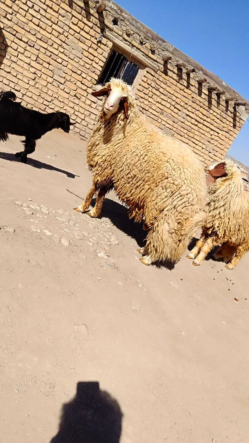 قوچ.کاور ورن|حیوانات مزرعه|کوزران, |دیوار