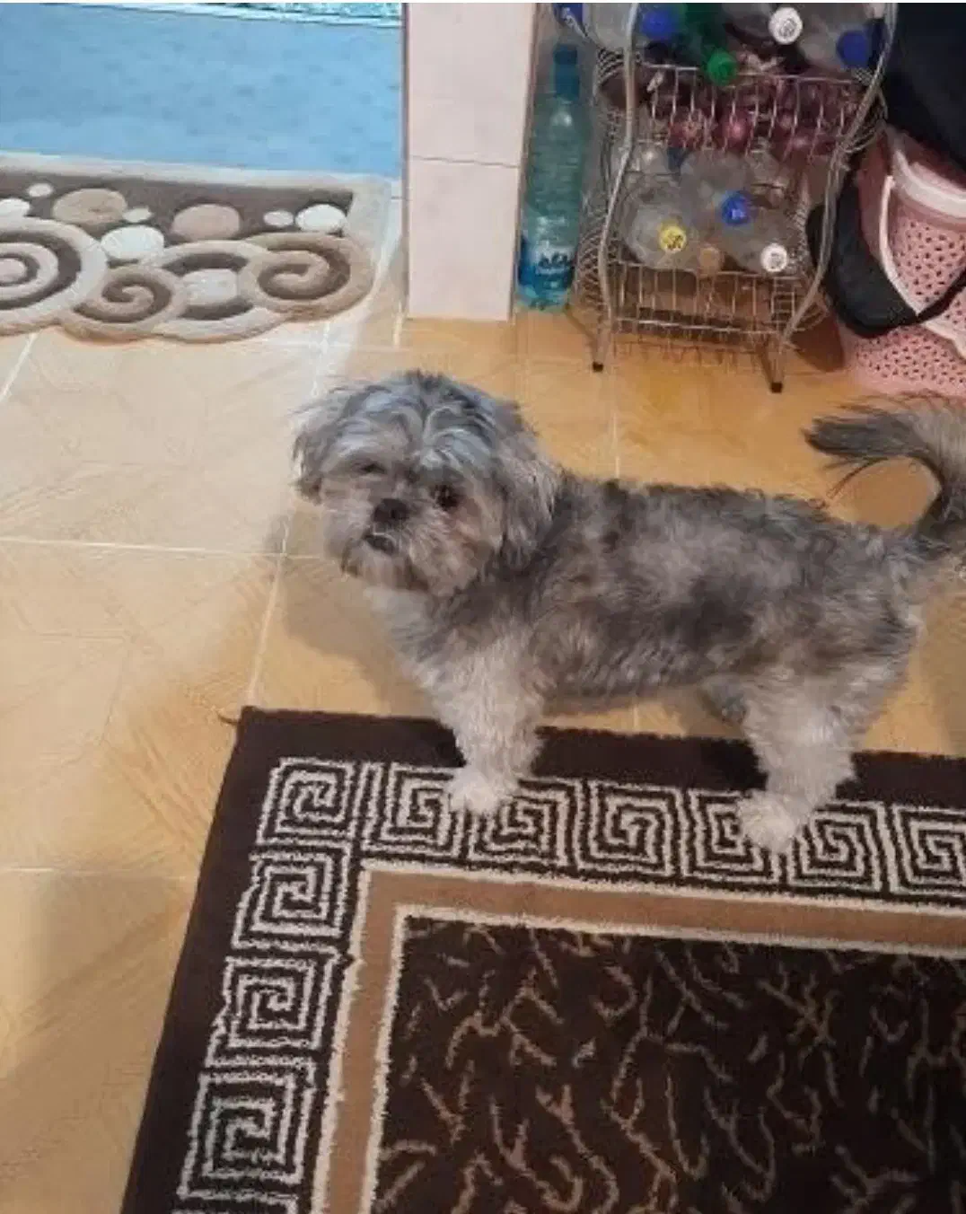 واگذاری مکس  شیتزو نر ۵ ساله|سگ|پرند, فاز ۴|دیوار