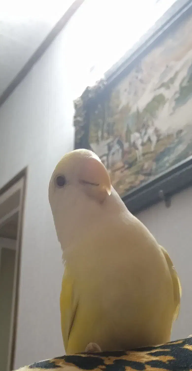 فروش فوری یک عدد طوطی کوتوله برزیلی|پرنده|اصفهان, پوریای ولی|دیوار