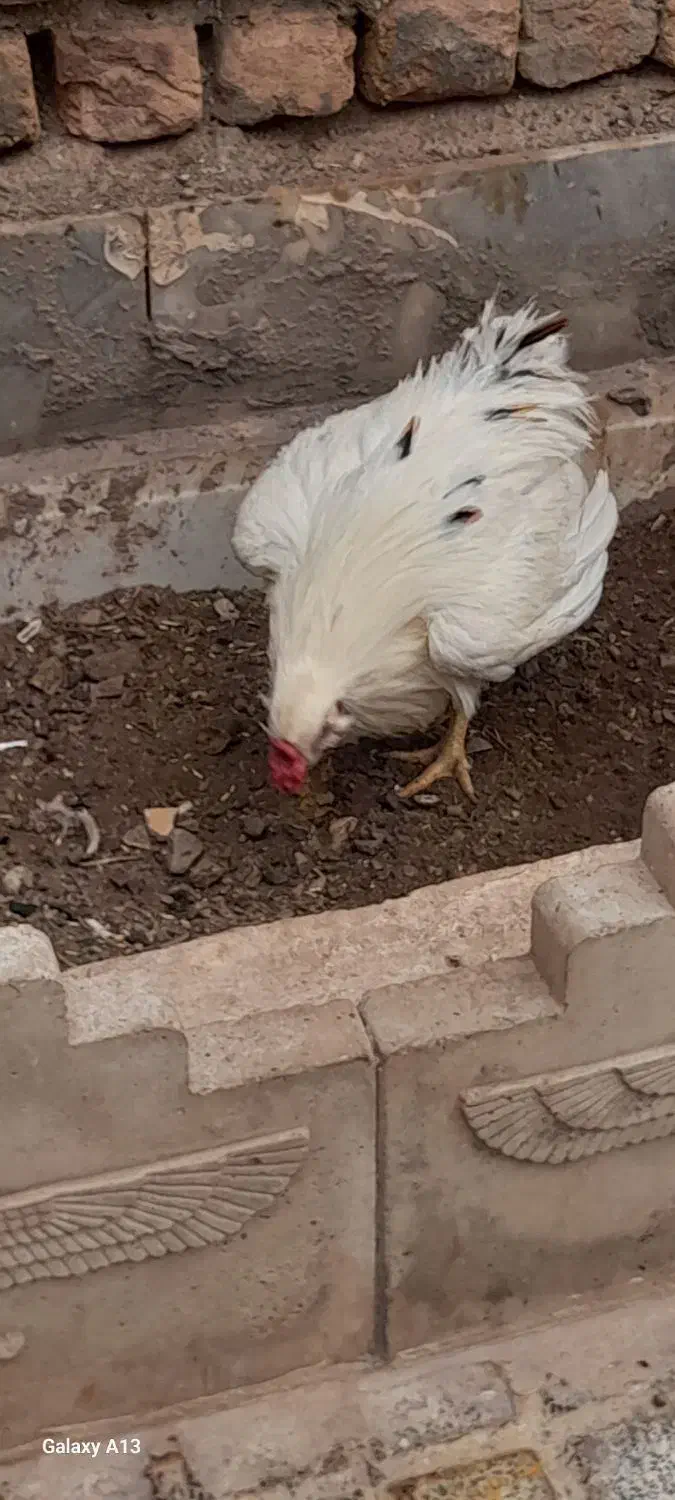 خروس معاوضه|حیوانات مزرعه|کهک, |دیوار