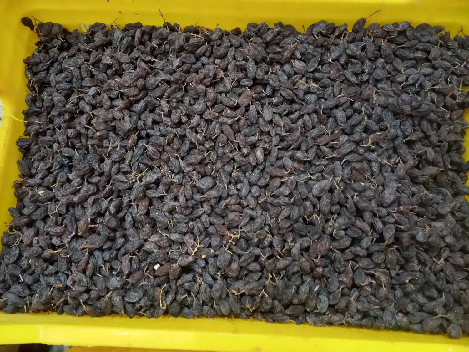 فخری تمیز شده|خوردنی و آشامیدنی|ملکان, |دیوار