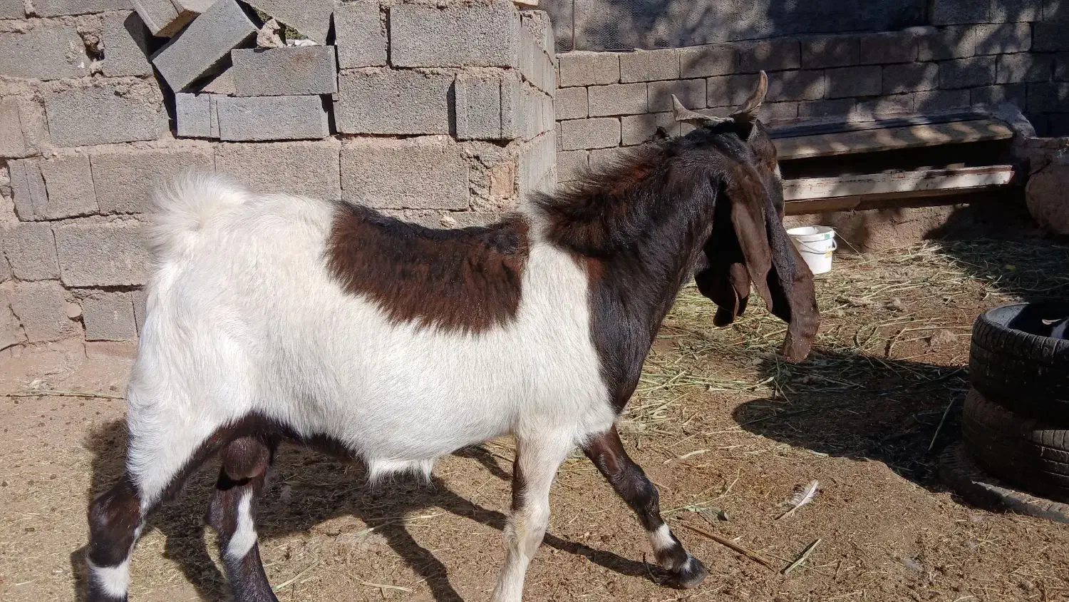 نر بز پاکستانی اصل وماده بز|حیوانات مزرعه|آبعلی, |دیوار