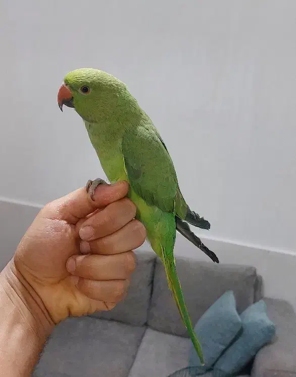 طوطی ملنگو رام و دستی|پرنده|خرمشهر, |دیوار